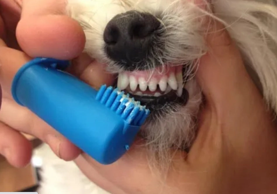 suficiente Estragos Esquivo Cepillo y pasta dental para perros y gatos – Mundo Emay
